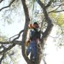 Tree Services: Better Leave The Tree Work To The Experts