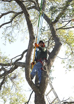 tree services