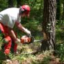 Do You Really Need Arborist Services To Have Your Trees Maintained?
