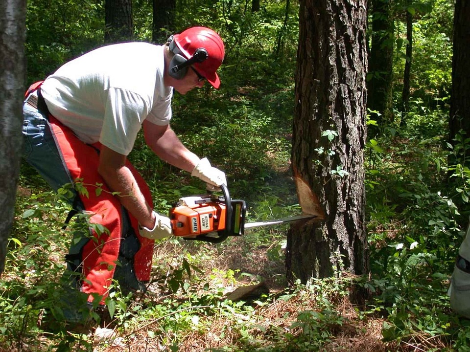 arborist services redbank